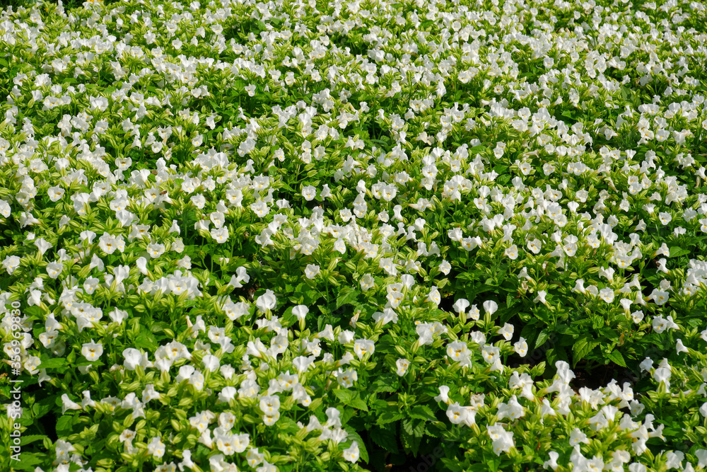 The white flower is known as Torenia fournieri. This flower is commonly named wishbone flower and clown flower. The white flower is known as Torenia fournieri. This flower is commonly named wishbone flower and clown flower.