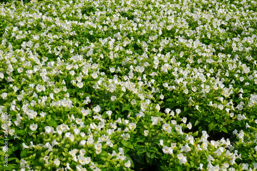 The white flower is known as Torenia fournieri. This flower is commonly named wishbone flower and clown flower.