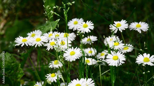 Tender white daisies amid green grass sway in the wind