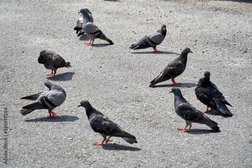 Pigeons on the street Pigeons on the street