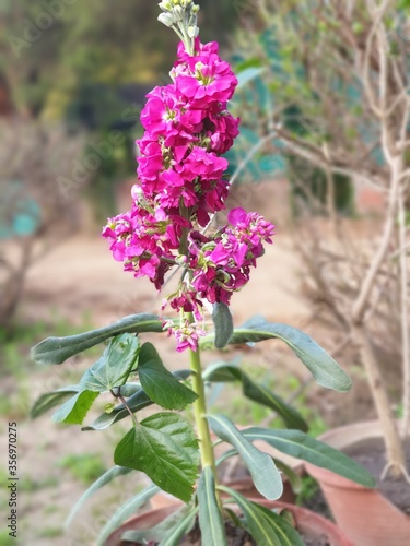 magenta color flowers plant  selective focus