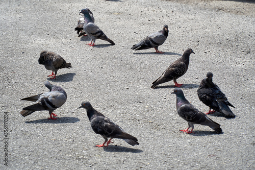 Pigeons on the street