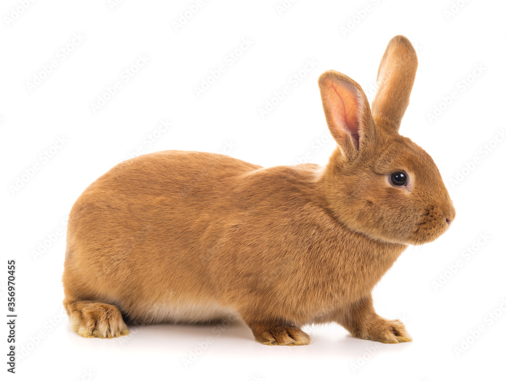 Fototapeta premium brown bunny stands on a white background