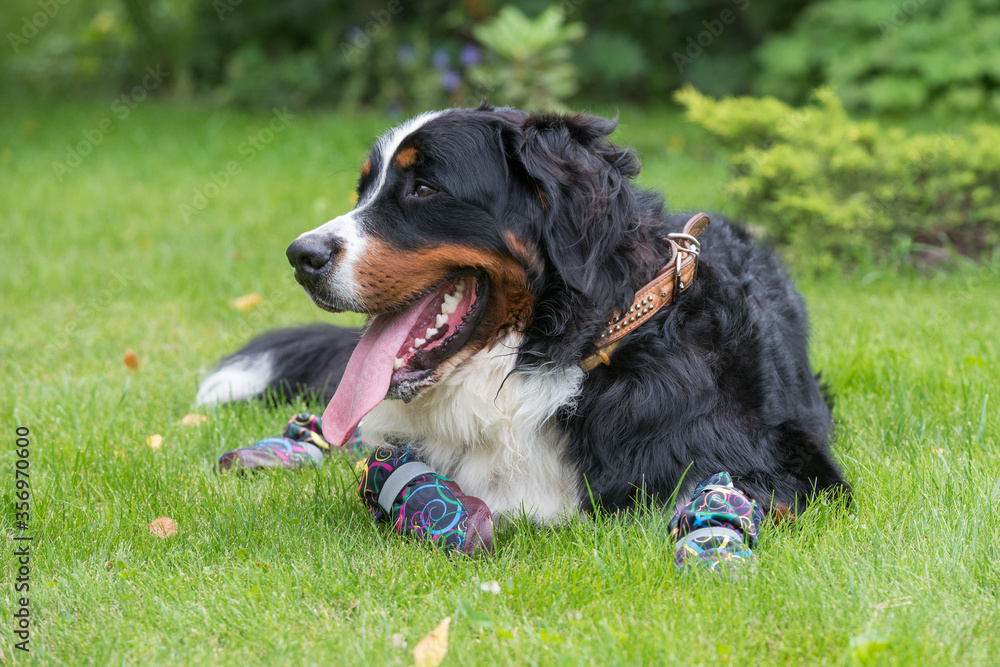 One large Bernese mountain dog is lying on a green lawn on a Sunny day in special shoes for dogs