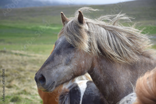 Portrait of an Icelandic horse. Dapple gray. Other horses and landscape in the background.