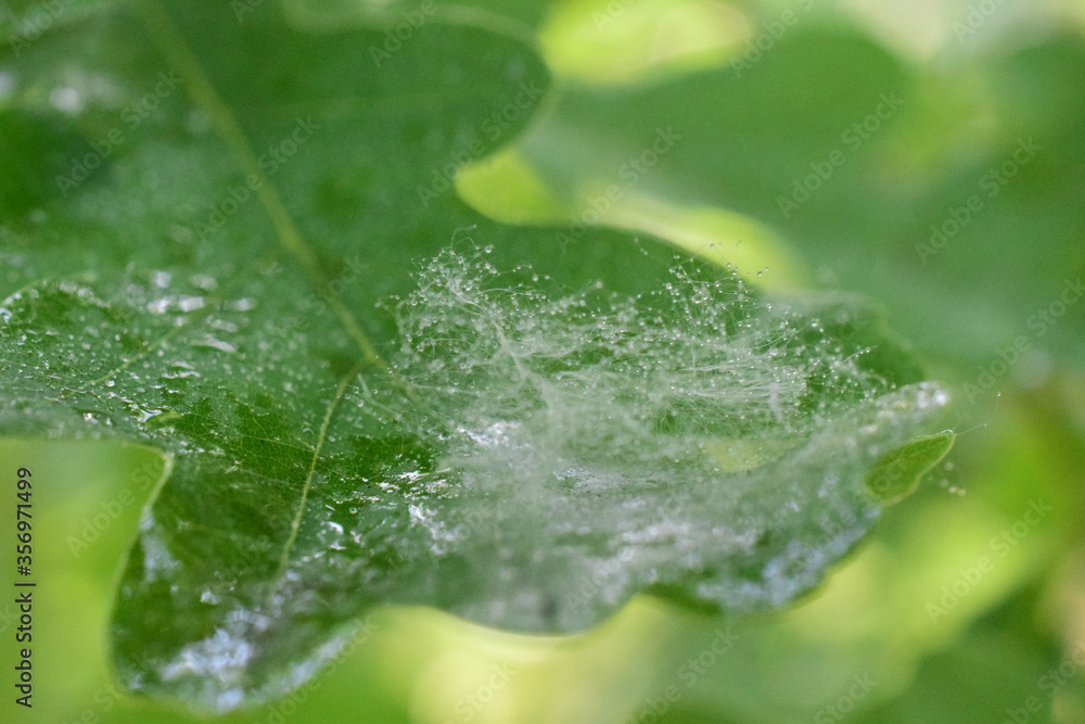 green oak leaf with dew drops green oak leaf with dew drops
