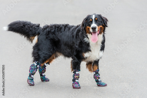 One large Bernese Mountain dog stands on a sunny day on the gray asphalt in special shoes for dogs