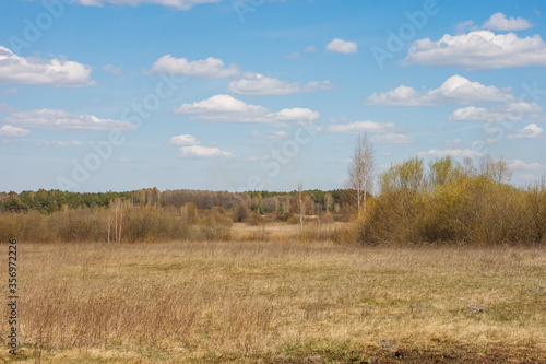 Spring landscape with view meadow with dry yellowed grass  forest and blue sky with clouds on a sunny day. 
