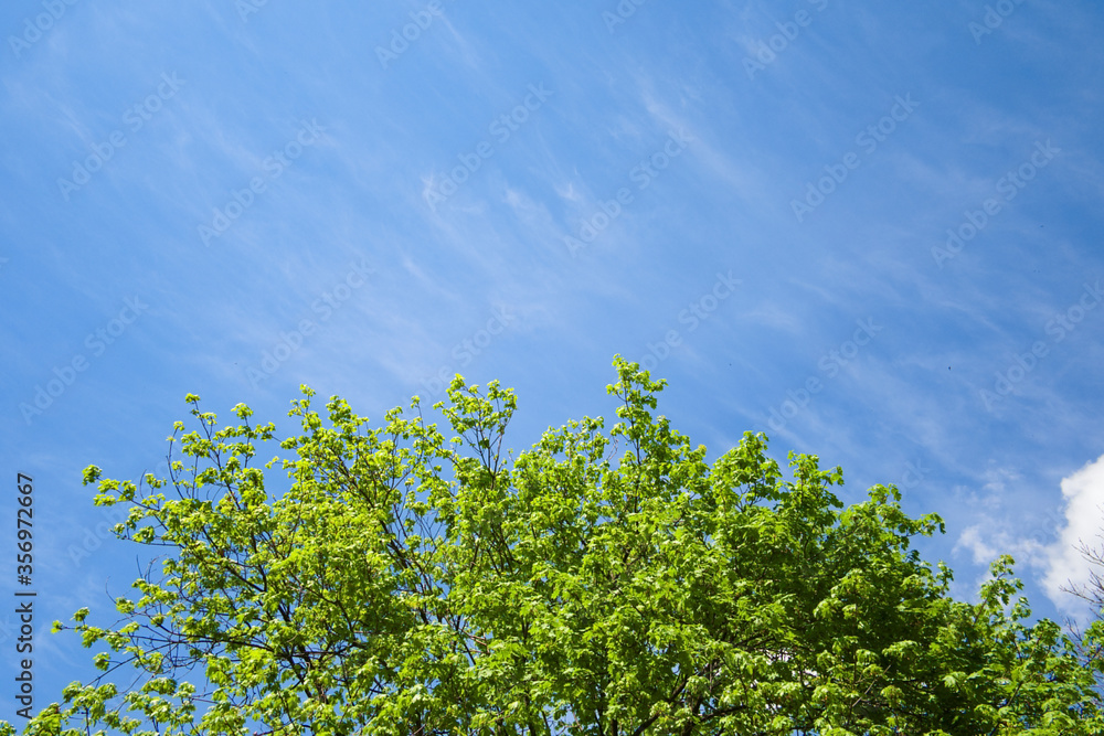 Fresh green trees branches and leaves on background of cloudy blue sky.