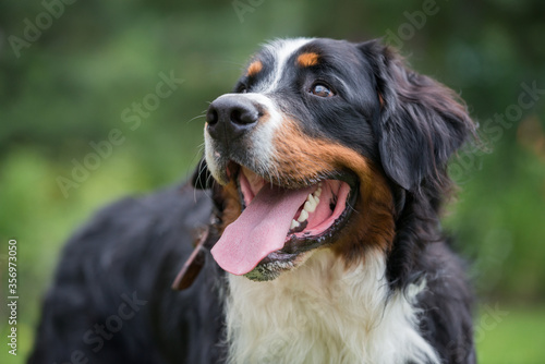 Fotografía One large Bernese mountain dog stands in the nature on a sunny day close up