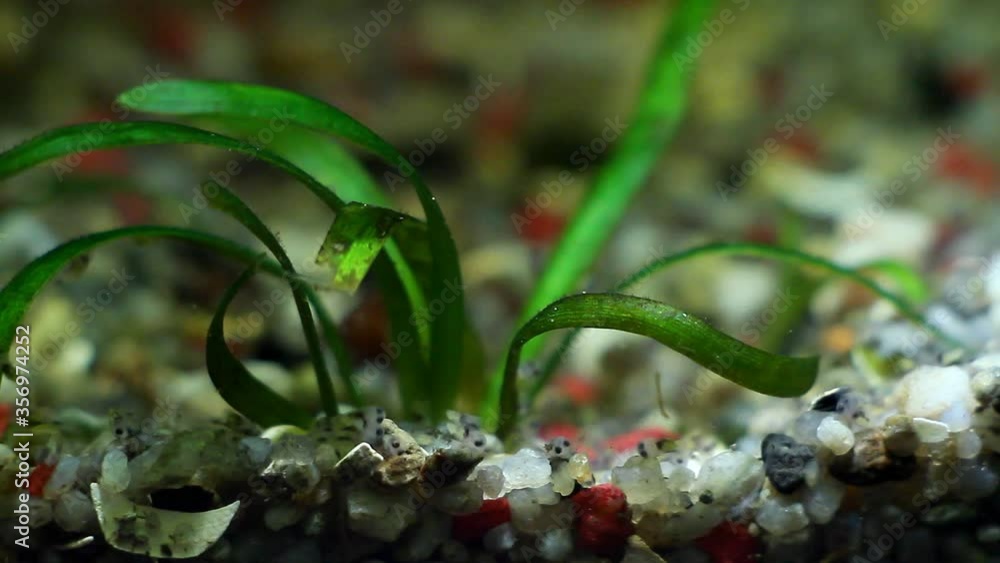 Vídeo do Stock 3 day's fry of Nannacara anomala neon blue, freshwater