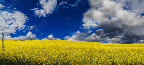 Rapsfeld mit blauen Himmel und Wolken, Panorama