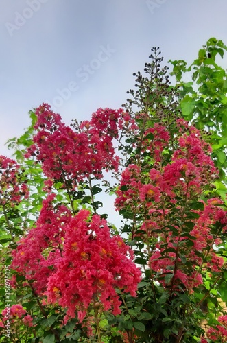 Crepe-myrtle. Crape Flower. Common Crape Myrtle. Indian lilac. Chinese Crape Myrtle. Pink flowers.