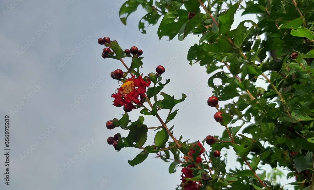Crepe-myrtle. Crape Flower. Common Crape Myrtle. Indian lilac. Chinese Crape Myrtle. Red flowers. Crepe-myrtle. Crape Flower. Common Crape Myrtle. Indian lilac. Chinese Crape Myrtle. Red flowers.