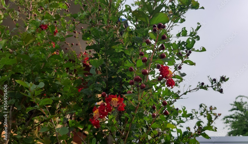Crepe-myrtle. Crape Flower. Common Crape Myrtle. Indian lilac. Chinese Crape Myrtle. Red flowers. Crepe-myrtle. Crape Flower. Common Crape Myrtle. Indian lilac. Chinese Crape Myrtle. Red flowers.