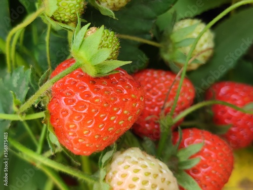 strawberries in the garden