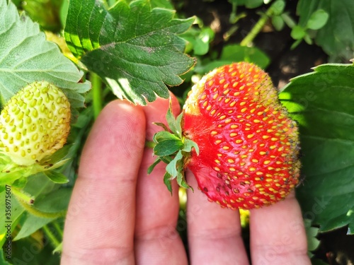 strawberry in the garden