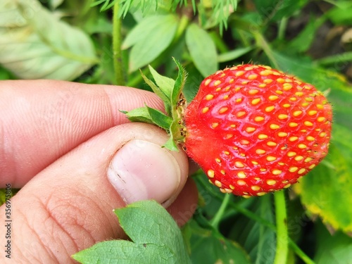 strawberry in a hand