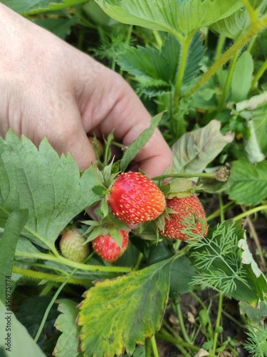 strawberry in hand