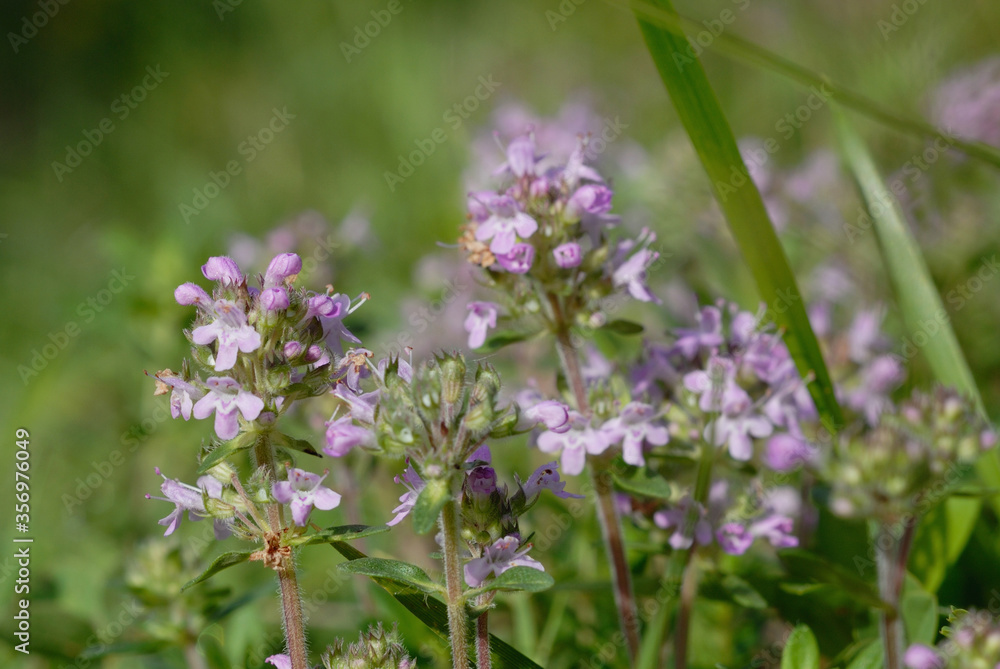 Field plants in summer closeup. Shallow depth of field Field plants in summer closeup. Shallow depth of field