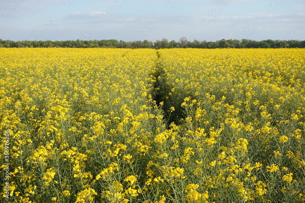 Field on which rape grows and blooms. The plant from which environmental fuels are derived. Field on which rape grows and blooms. The plant from which environmental fuels are derived.