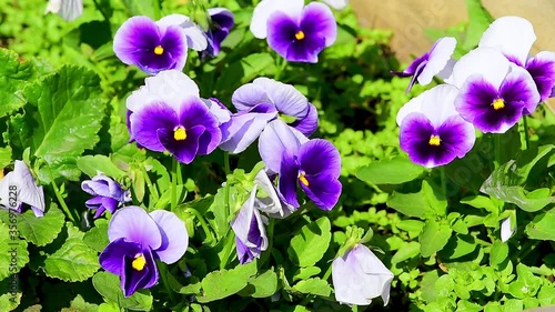Close-up of some purple pansies Viola , wittrockiana flowers in the garden moving in the wind. large flowers in a flower bed in the garden
