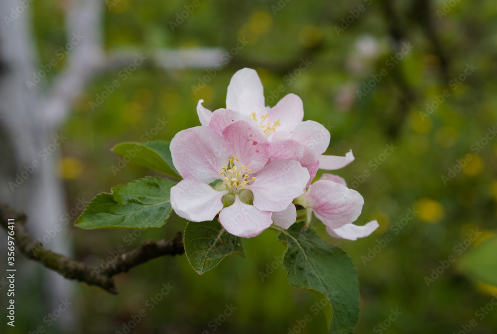 apple tree flowers apple tree flowers