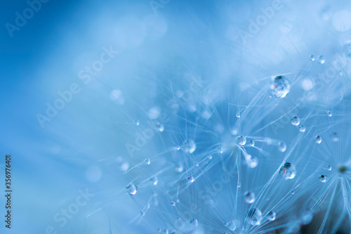Soft focus on dandelion flower, closeup, abstract blue background © Oleksandr Kliuiko