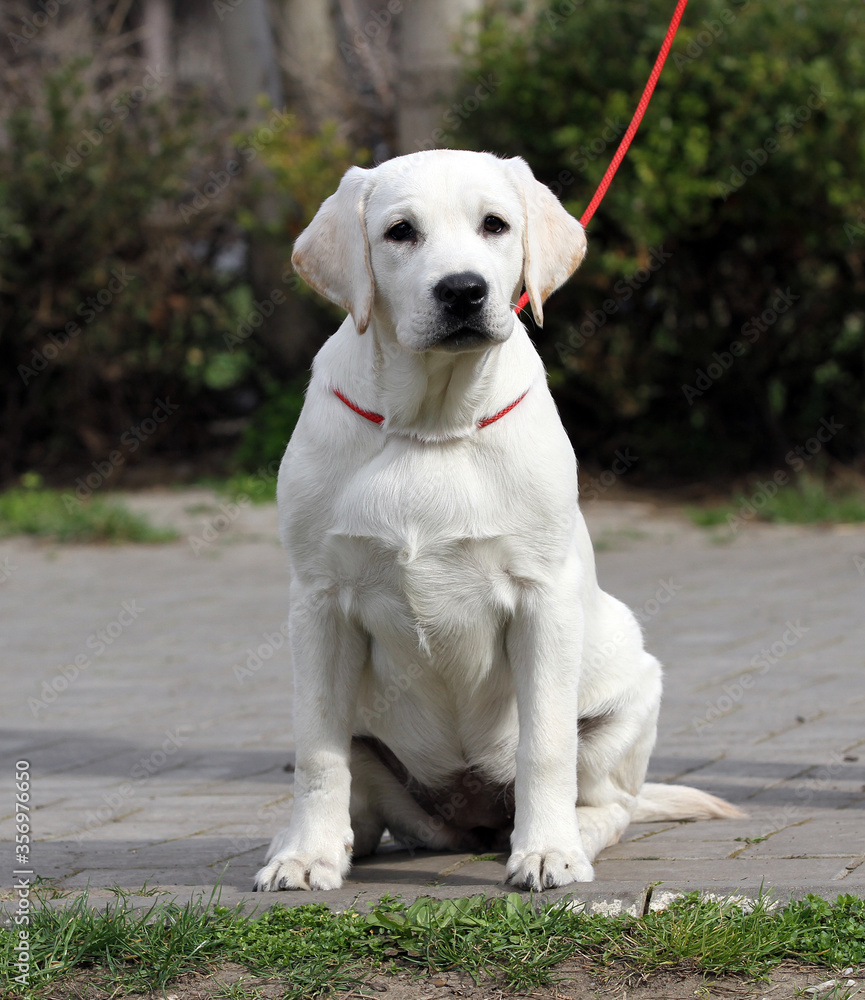 the yellow labrador in the park