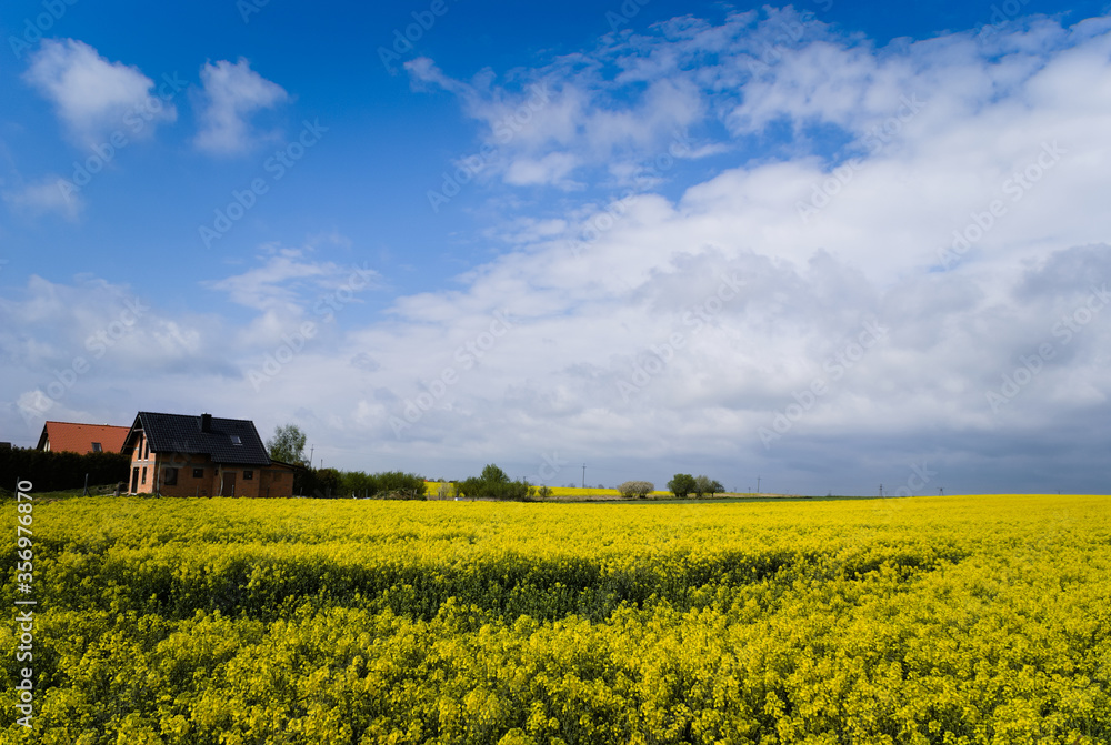 Rural landscape with a field of rapeseed. White clouds over a canola field.