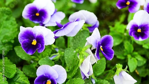 Close-up of some purple pansies Viola , wittrockiana flowers in the garden moving in the wind. large flowers in a flower bed in the garden