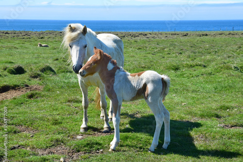 Icelandic mare with its cute pinto foal.