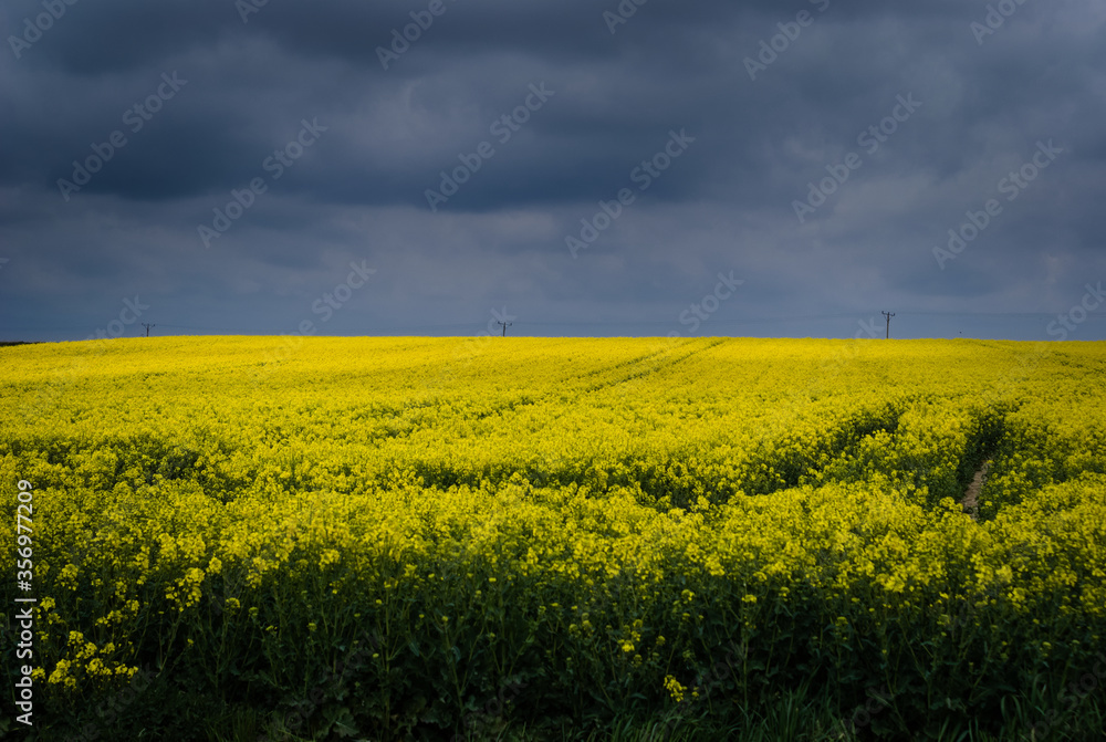 Yellow rapeseed field. Canola bloming. 