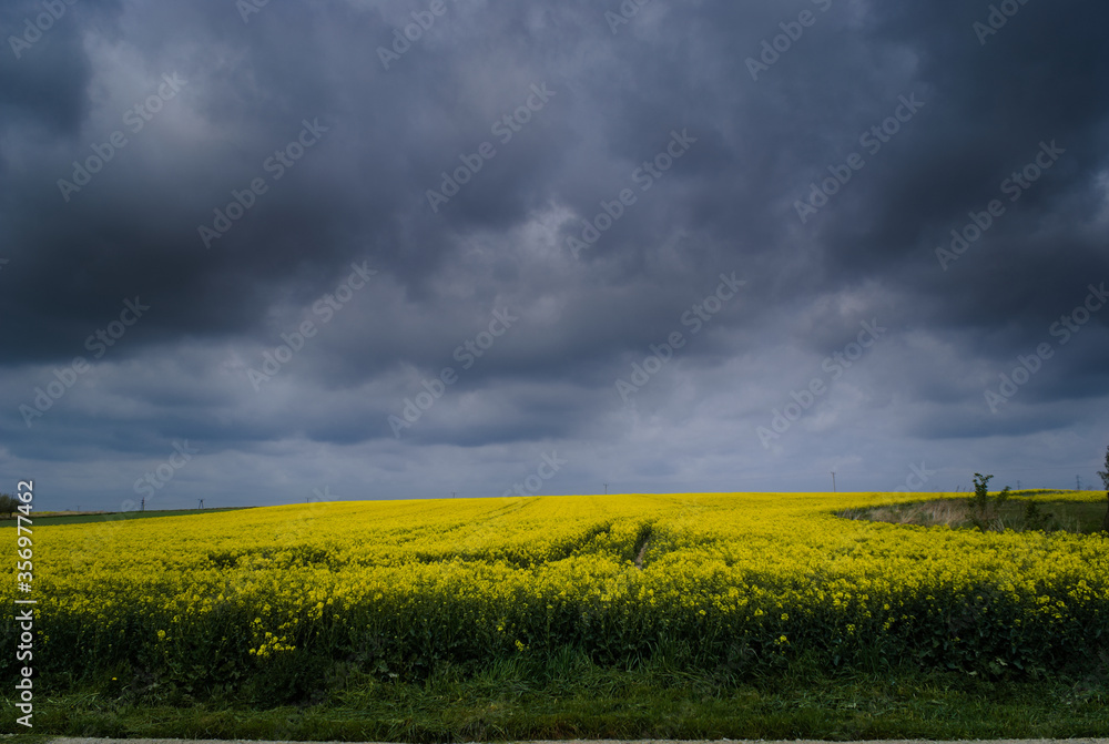 Rural landscape with a field of rapeseed. Storm clouds over a canola field.