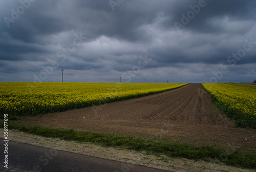 Yellow rapeseed field. Canola bloming.  © Andzia