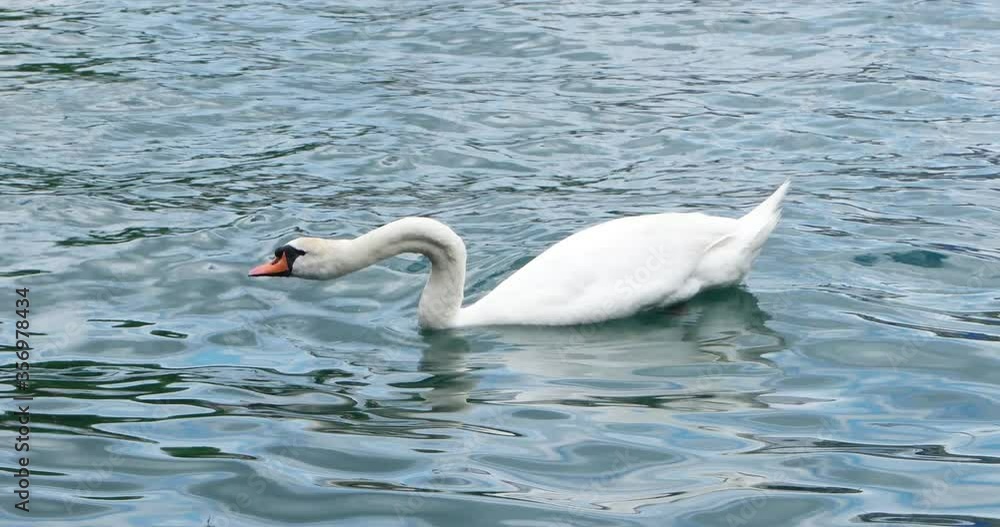 Beautiful white Swan on the Limmat river in Zurich Switzerland swimming alone sunny summer day Beautiful white Swan on the Limmat river in Zurich Switzerland swimming alone sunny summer day