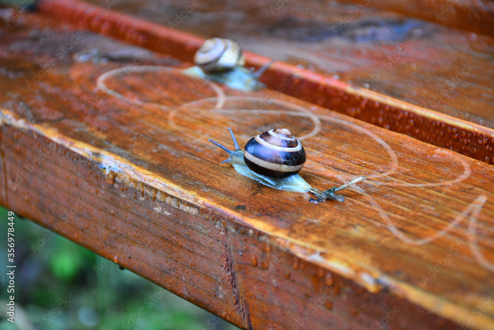 Snail crawling on a wooden bench wet after rain Snail crawling on a wooden bench wet after rain