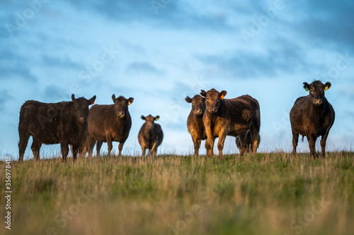 Cows eating grass. photo