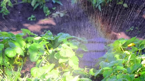 watering strawberry bushes with water, drops of water run down the green leaves, the effect of a rainbow when watering the garden. home farm, strawberry patch. macro shooting