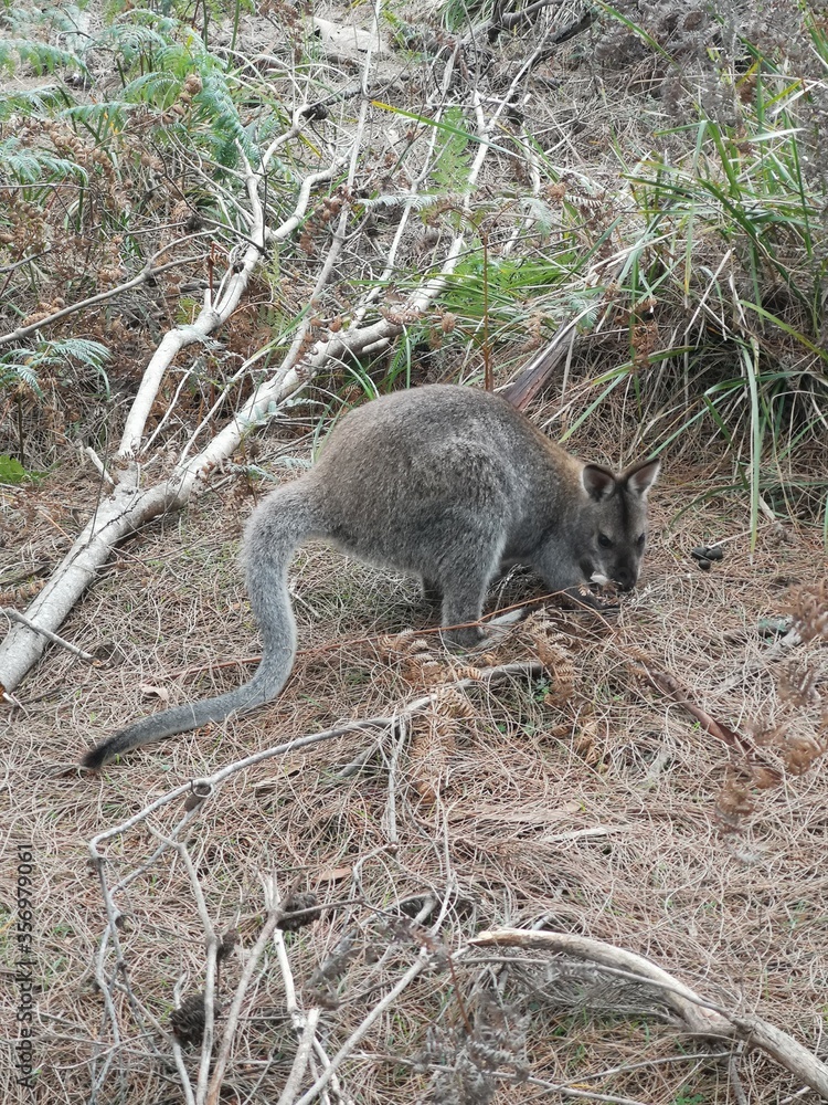 Naklejka premium Walabi
