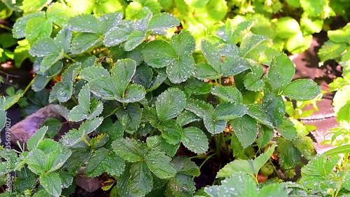 watering strawberry bushes with water, drops of water run down the green leaves. home farm, strawberry patch. macro shooting