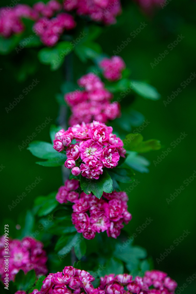 Hawthorn medicinal plant. Pink flowers on a flowering branch. Beautiful flower. Natural background. Hawthorn medicinal plant. Pink flowers on a flowering branch. Beautiful flower. Natural background.