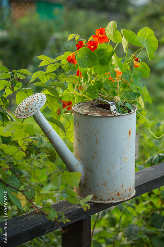 Iron cane stands in the garden