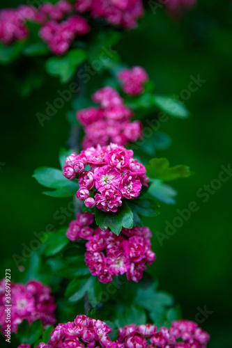Hawthorn medicinal plant. Pink flowers on a flowering branch. Beautiful flower. Natural background.
