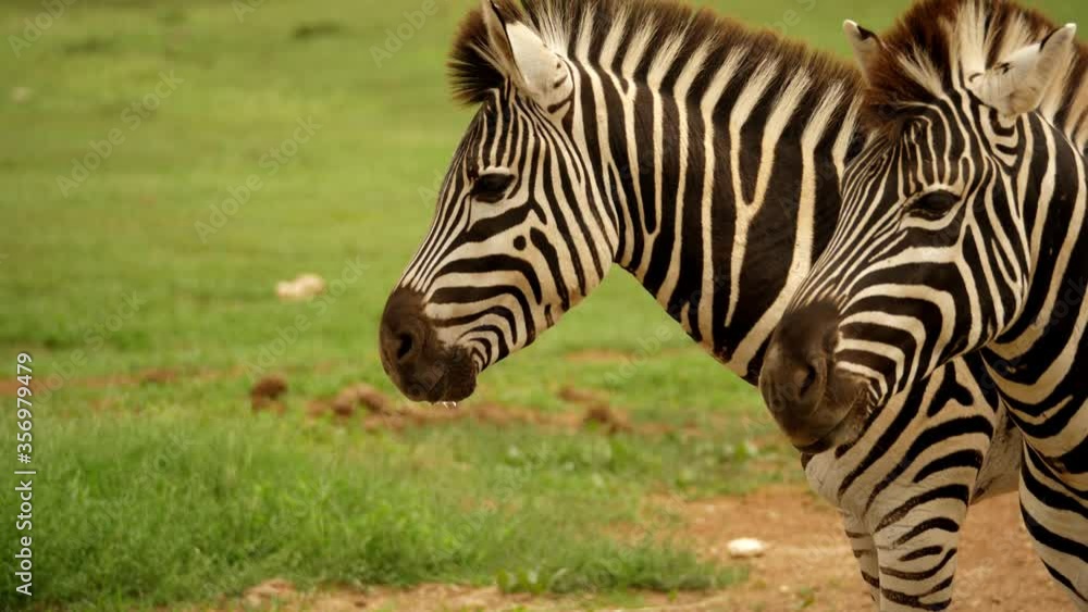 Zebra lifts head from drinking water and turns to camera Zebra lifts head from drinking water and turns to camera