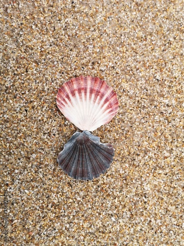 Muscheln am Strand