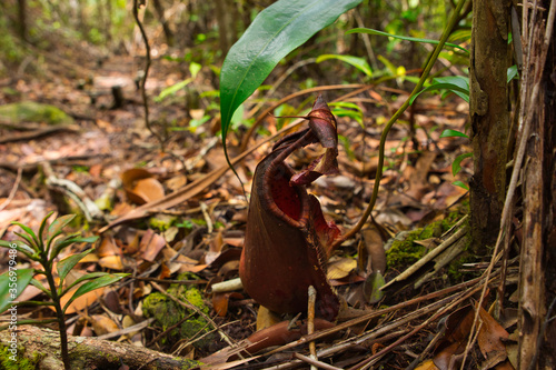 Red pitcher plant (Nephentes tentaculata) in the forest of Pako National Park in Sarawak, Borneo, Malaysia. Besides trees, dry grass and green leaves. photo