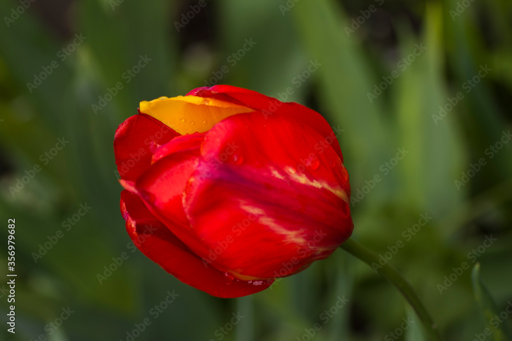 Red tulip with a perfectly straight line with a yellow petal Red tulip with a perfectly straight line with a yellow petal