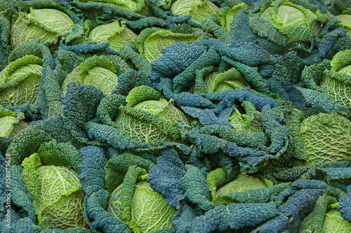 Savoy cabbage. Beautiful green blue background print of lots of leaves and savoy cabbage. a lot of boiled savoy cabbage with beautiful sheets