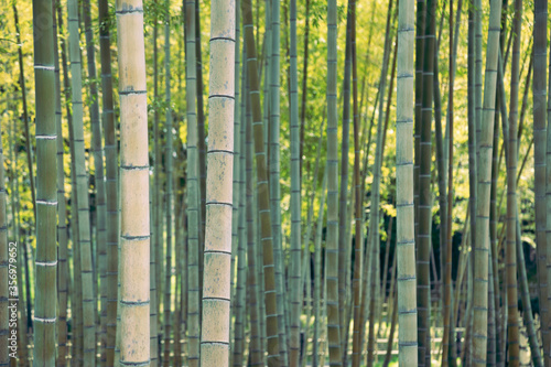 Bamboo forest natural background at Expo '70 Commemorative Park in Osaka, Japan